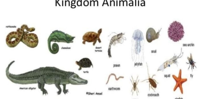 Ciri dan Klasifikasi Kingdom Animalia