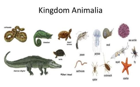 Ciri dan Klasifikasi Kingdom Animalia