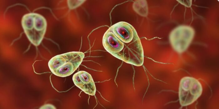 Protozoa: Protista Mirip Hewan