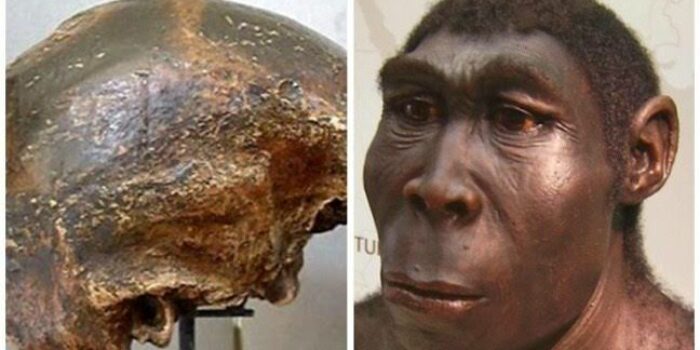Manusia Purba di Indonesia : Jenis Homo