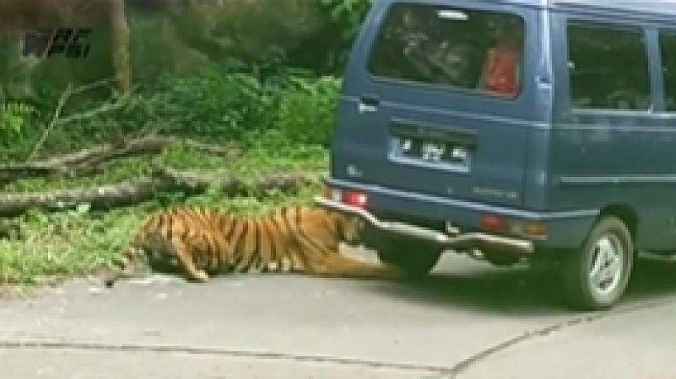 Video Detik-detik Harimau Taman Safari Prigen Incar Mobil Pengunjung hingga Bikin Ban Bocor