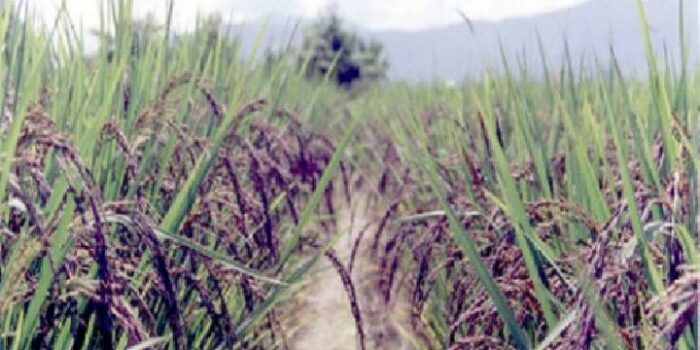 Manfaat Angkak, Beras yang Digunakan Untuk Obat DBD – Gaya