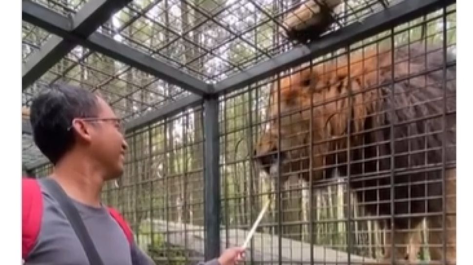 Awalnya Ogah Damai, Pengemudi Yaris Akhirnya 'Salaman' Sama Singa Taman Safari Penabrak Mobilnya