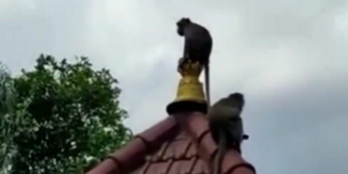 Monyet Taman Wisata Wendit Berkeliaran di Rumah Warga – Berita Jatim