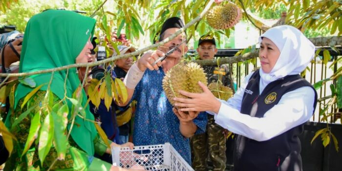 Ke Kampung Durian Ngawi, Gubernur Khofifah Dorong Varietas Musang King Diolah dengan Teknik Frozen