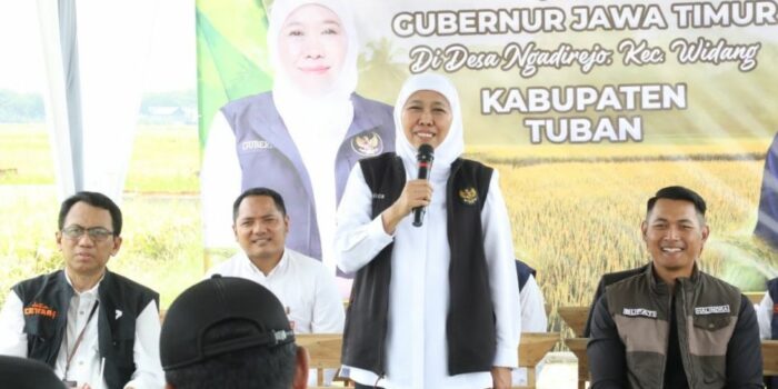 Gubernur Khofifah Panen Padi Inpari 32 HDB di Tuban