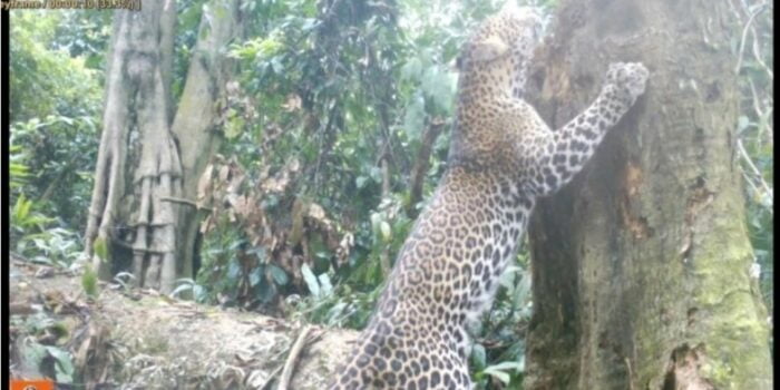 Mantap! Populasi Macan Tutul Jawa di TN Meru Betiri Bertambah, Kini Ada 17 Ekor – Berita Jatim