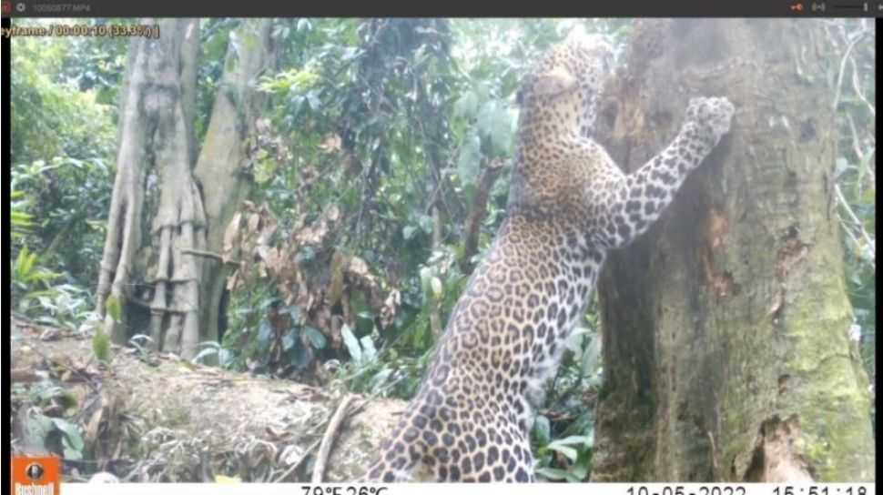 Mantap! Populasi Macan Tutul Jawa di TN Meru Betiri Bertambah, Kini Ada 17 Ekor