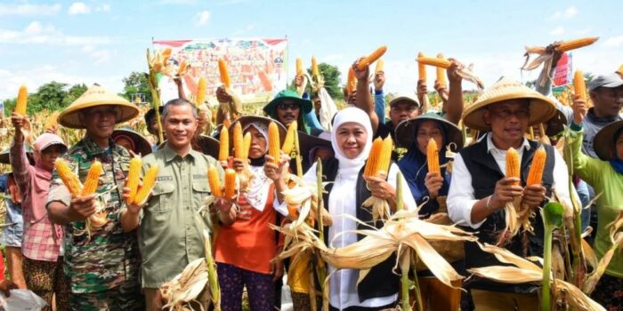 Sejumlah Daerah Panen Raya Padi, Gubernur Khofifah Apresiasi Jatim Berhasil Pertahankan Kenaikan Nilai Tukar Petani