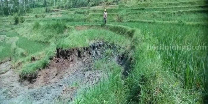 Heboh Video Sawah di Ponorogo Mencair, BPBD Duga karena Fenomena Likuifaksi