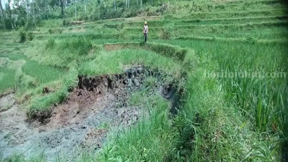 Heboh Video Sawah di Ponorogo Mencair, BPBD Duga karena Fenomena Likuifaksi