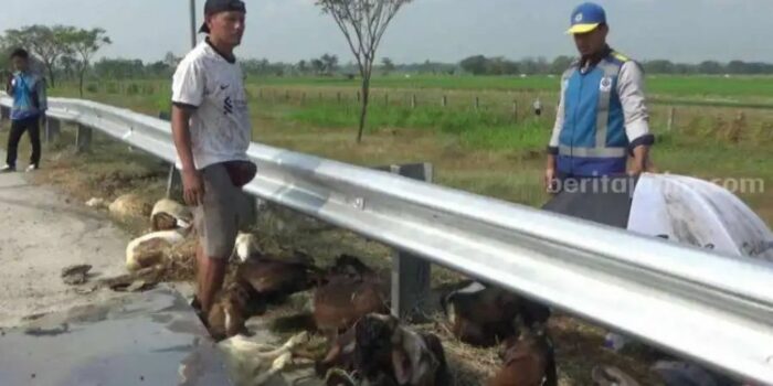 Pikap Pengangkut Ternak Terguling di Tol Ngawi, Kondisi Kambing Syok