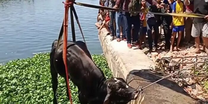 Baru Ditinggal Beberapa Langkah, Sapi Kurban Mengamuk Lompat ke Bozem – Berita Jatim