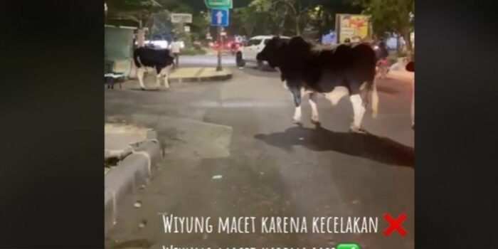 Viral 2 Ekor Sapi Bikin Macet di Jalan Raya Wiyung Surabaya, Warganet: Sudah Biasa