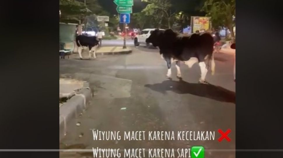 Viral 2 Ekor Sapi Bikin Macet di Jalan Raya Wiyung Surabaya, Warganet: Sudah Biasa