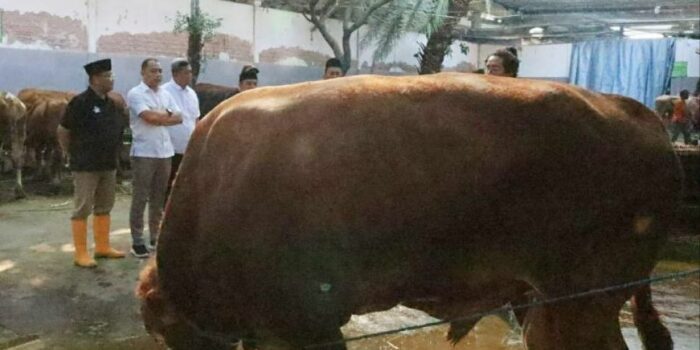 RPH Surabaya Datangkan Belasan Sapi Jumbo Permintaan Wali Kota Eri Cahyadi