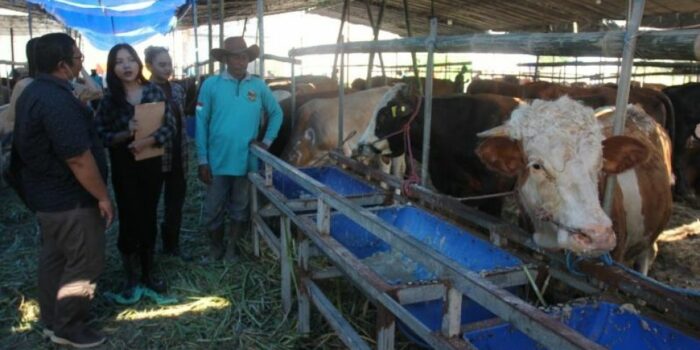 Suka Duka SPG Sapi Sambut Iduladha, Tak Kapok Meski Pernah Nyaris Ditanduk – Berita Jatim