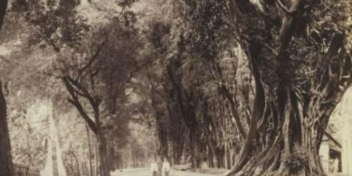 Publik Soroti Foto Jalan di Pasuruan Tahun 1890-an: Zaman Dulu Pasti Sejuk Banget – Berita Jatim