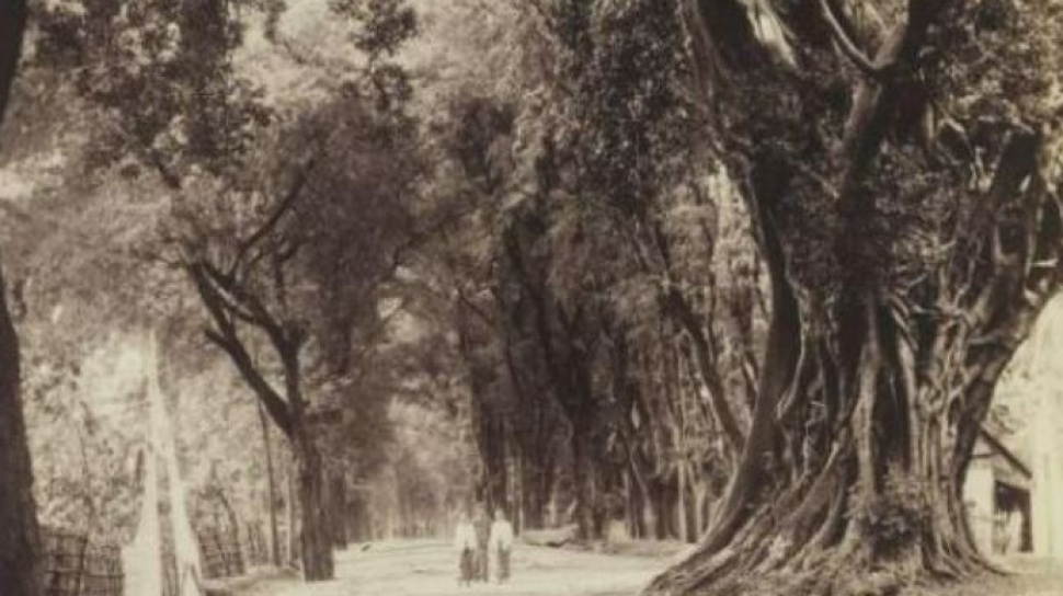 Publik Soroti Foto Jalan di Pasuruan Tahun 1890-an: Zaman Dulu Pasti Sejuk Banget