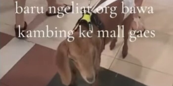 Viral Dua Ekor Kambing Diajak Ngemall di Surabaya, Warganet: Apa Gak Bau? – Berita Jatim