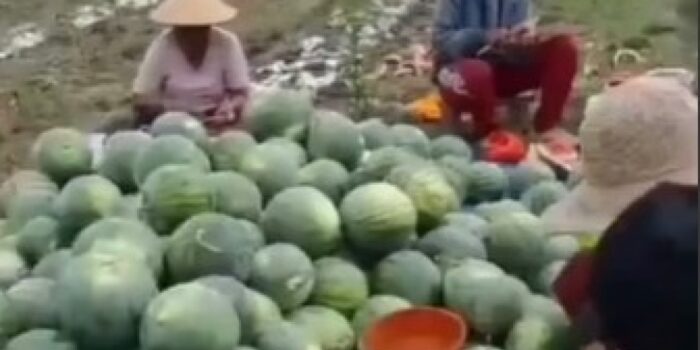 Viral Petani Injak-injak Semangka Gegara Kesal Harga Anjlok, Diduga Terjadi di Gresik