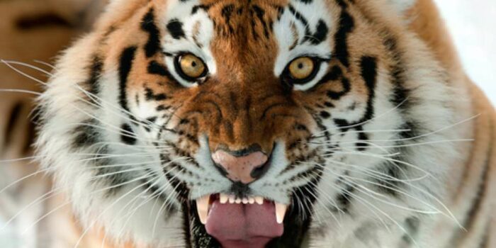 Heboh, Warga Bojonegoro Mengaku Lihat Harimau Berkeliaran di Sekitar Lahan Pertanian