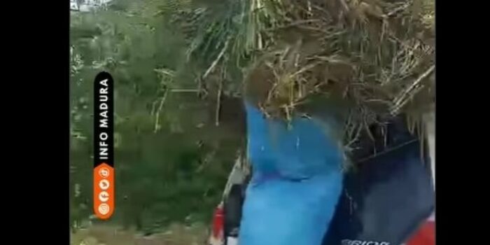 Viral Mobil Brio untuk Angkut Rumput Pakan Ternak di Madura, Warganet: Dunia Hanya Titipan