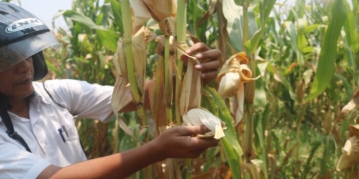 Petani Jombang Resah, Komplotan Pencuri Jagung Berkeliaran Bawa Truk