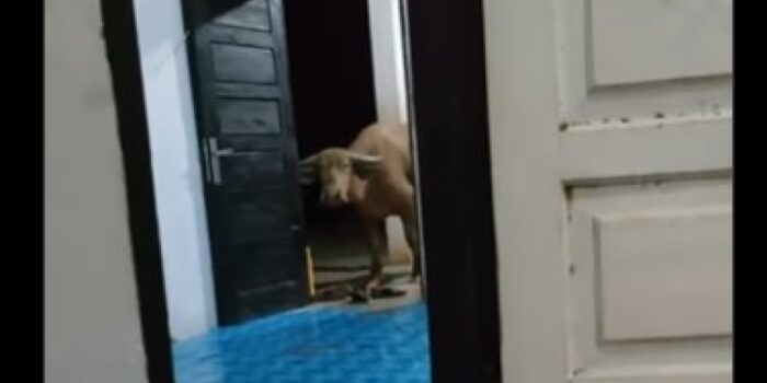 Kocak! Momen Kerbau ‘Bertamu’ ke Rumah Warga Bikin Ngakak – Berita Jatim