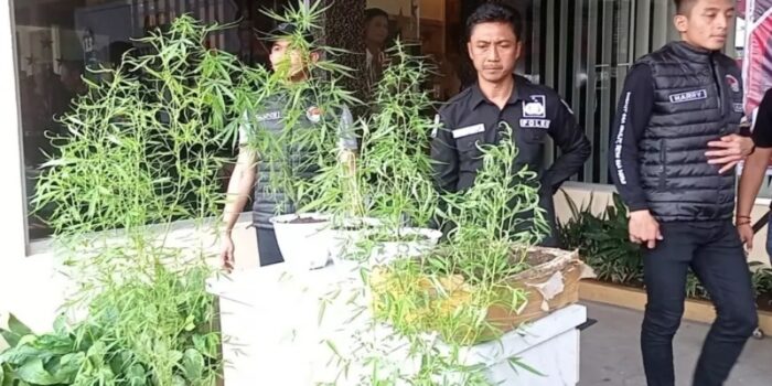 Warga Sumberbaru Jember yang Tanam Ganja di Polybag Ternyata Juga Residivis Perampokan – Berita Jatim