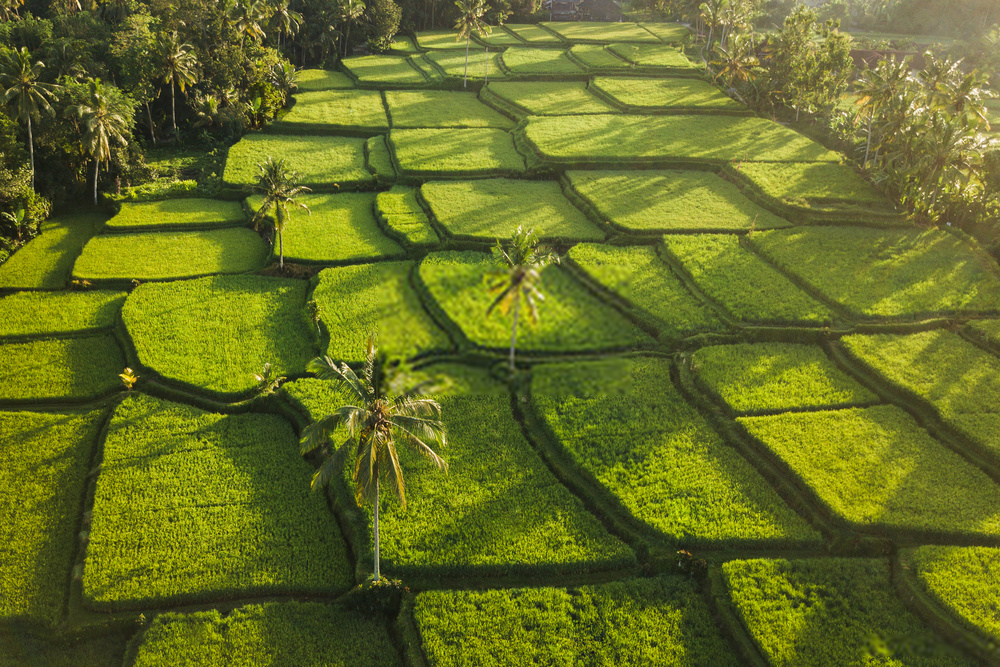 Desa Wisata Ubud Bali