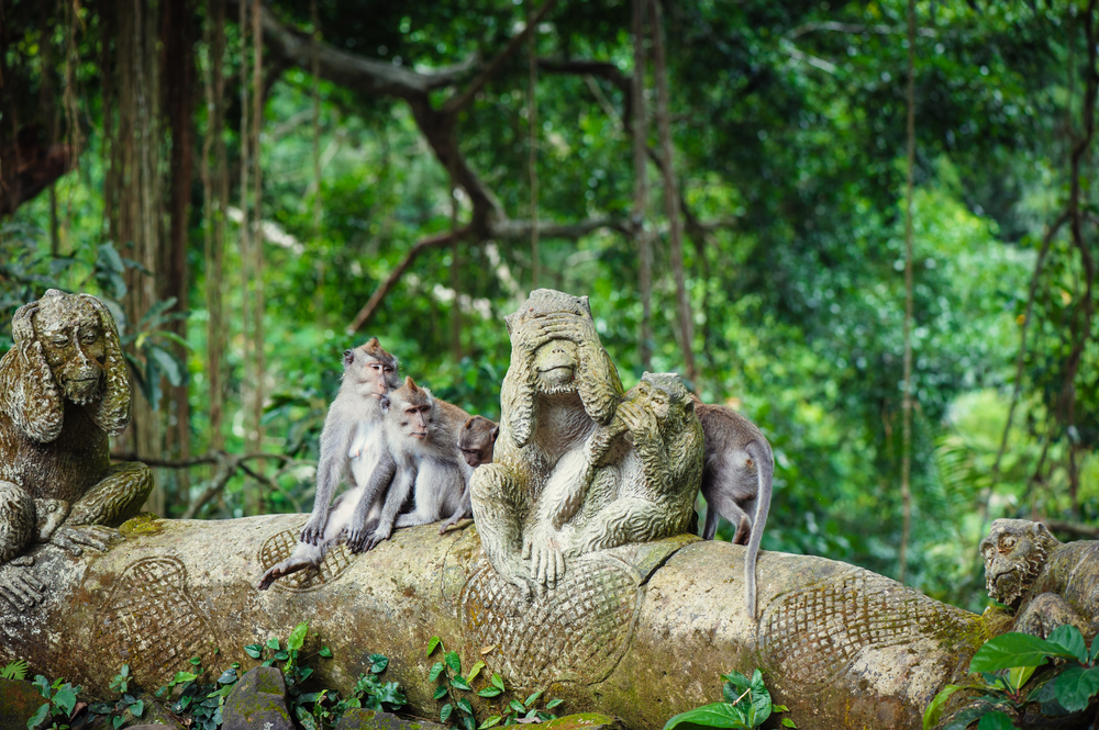 Menonton monyet liar di hutan Ubud