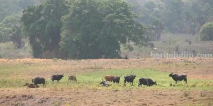 Savana Sadengan di Taman Nasional Alas Purwo Ditutup, Kapan Dibuka Lagi?