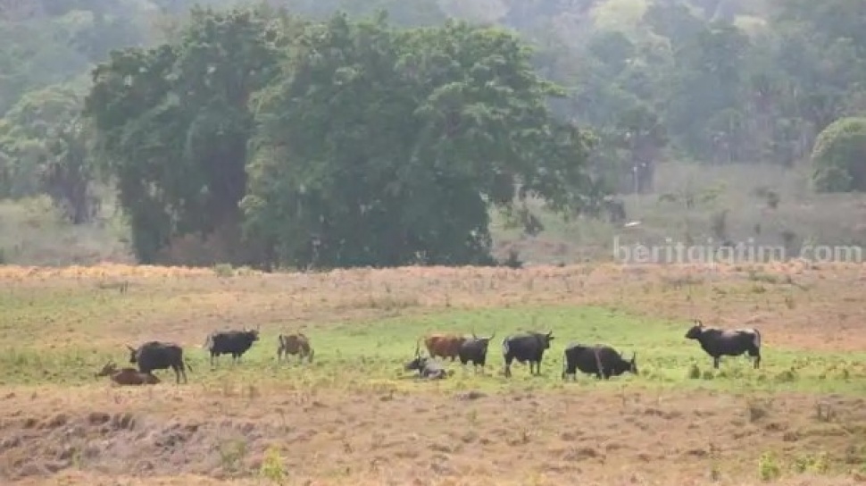 Savana Sadengan di Taman Nasional Alas Purwo Ditutup, Kapan Dibuka Lagi?