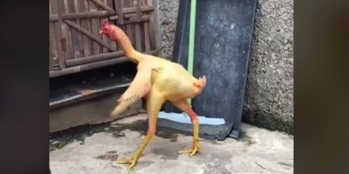 Kocak! Ayam Tanpa Bulu, Warganet: Laper Gua Mah Liatnya