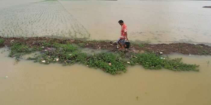 100 Hektar Sawah Terendam Banjir Akibat Tanggul Sungai Pagerongkal Jombang Jebol
