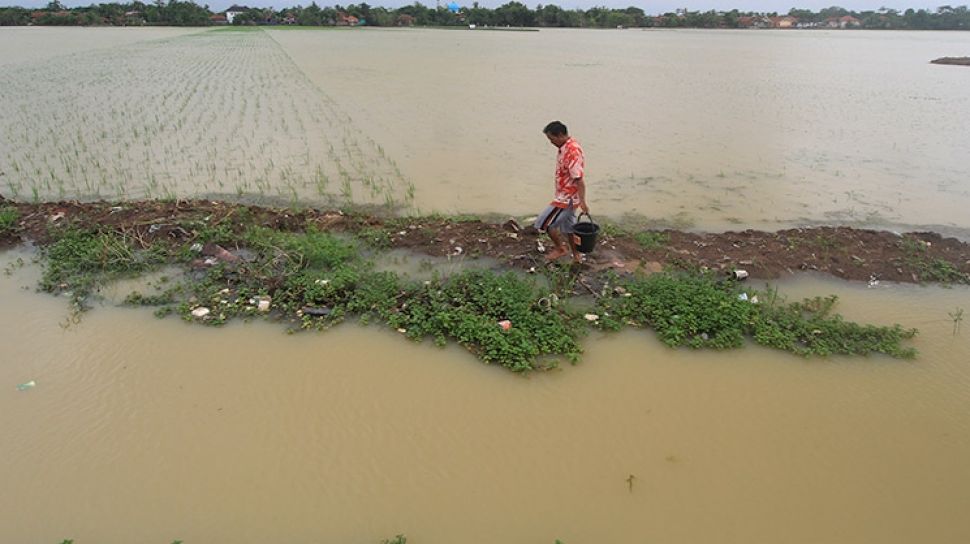 100 Hektar Sawah Terendam Banjir Akibat Tanggul Sungai Pagerongkal Jombang Jebol