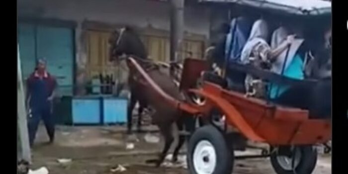 Viral Kuda Delman Ngamuk saat Bawa Penumpang, Diduga sedang Birahi – Berita Jatim