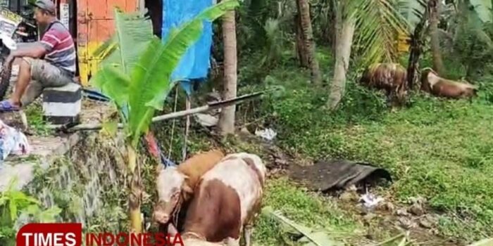 Detik-detik Truk Muat Sapi di Pacitan Terguling, Begini Kondisi Ternaknya