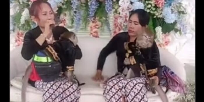 Viral Pernikahan Mewah Sepasang Monyet Pakai Adat Jawa – Berita Jatim