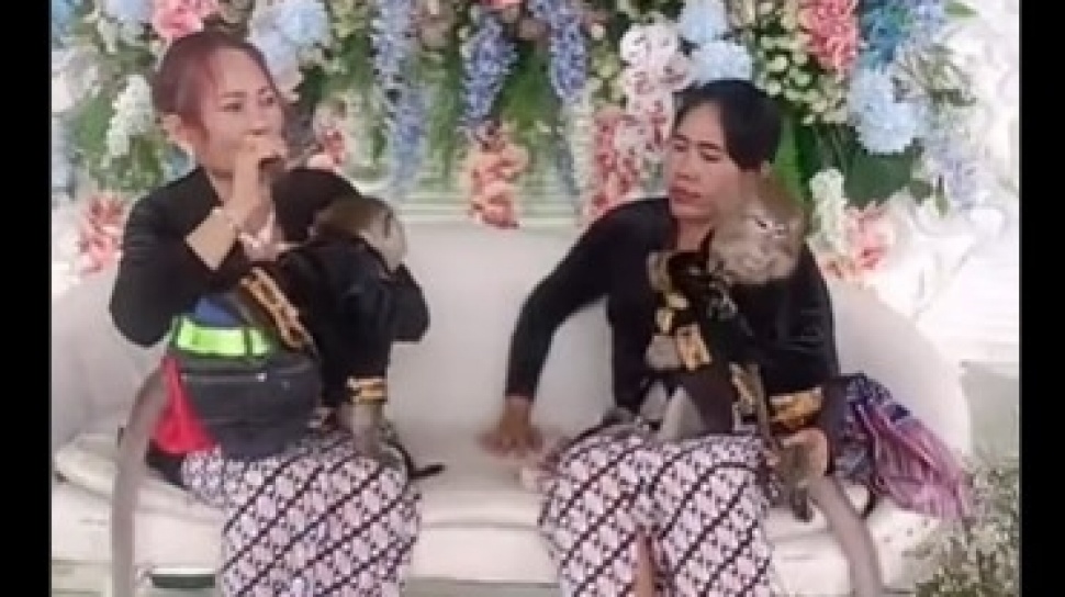 Viral Pernikahan Mewah Sepasang Monyet Pakai Adat Jawa