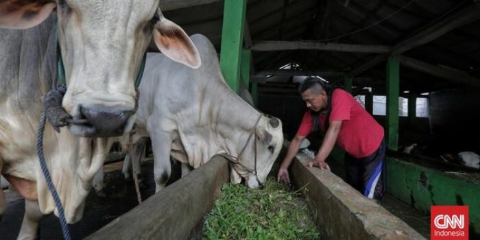 Berita Hewan Ternak yang Makan Darah Babi Dilarang Sertifikasi Halal
