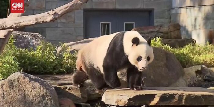 Berita Simbol Persahabatan, China Akan Kirim 2 Panda ke Australia