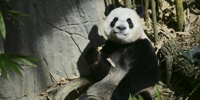 Berita China Mau Kirim 2 Panda Baru ke Australia, Jadi Simbol Persahabatan