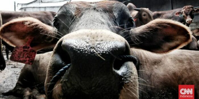 Berita Sapi Kurban Seruduk Food Court di Batam