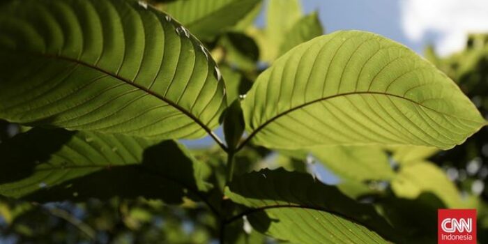 Berita Menteri Beda Pendapat soal Kratom, Jokowi Perintahkan Lanjutkan Riset