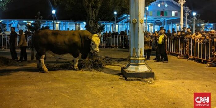Berita Jokowi Kirim Sapi Kurban Bernama ‘Tebo’ ke Masjid Agung Surakarta