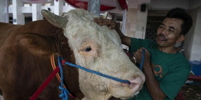 Berita Presiden Jokowi Kirim Sapi Kurban ke Ponpes Raudlatul Maarif Boyolali