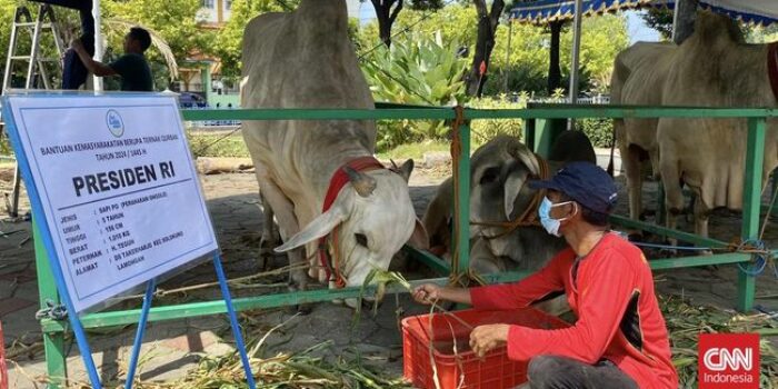 Berita Sapi Kurban Jokowi di Masjid Surabaya Diberi Nama ‘Mbrebes Mili’