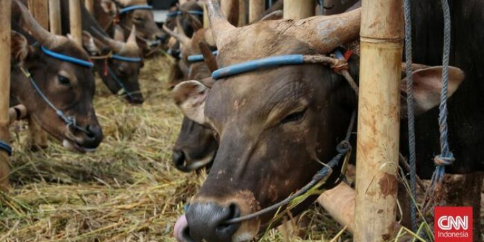 Berita Nahas Panitia Kurban Muntah Darah Ditendang Sapi Ngamuk di Lampung
